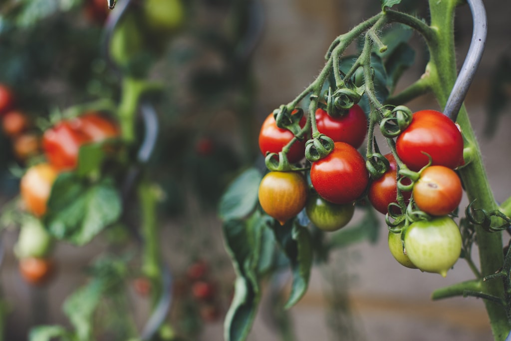 Agroalimentaire